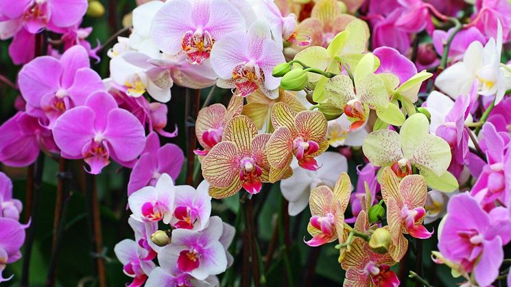 Malattie delle orchidee 