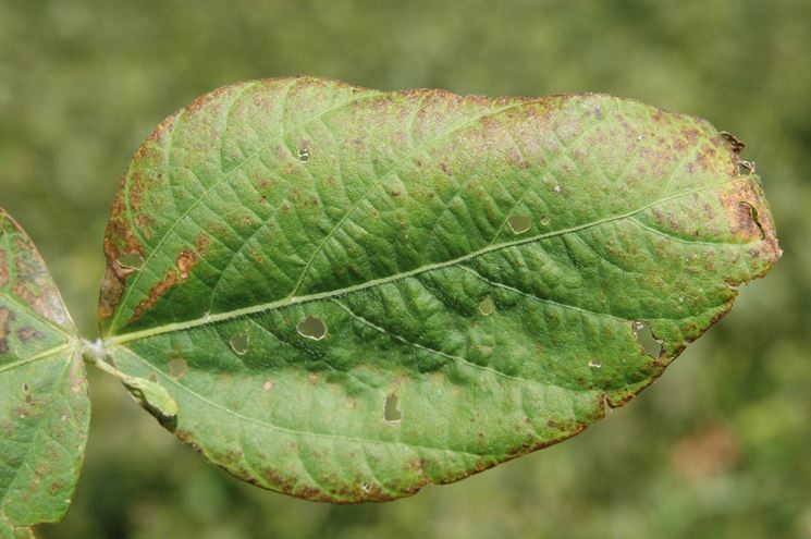 Striature scure sulle foglie