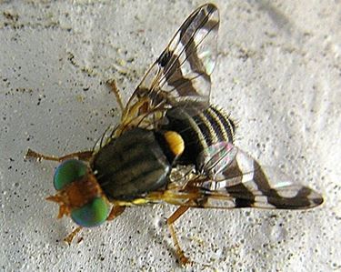 mosca maschio 