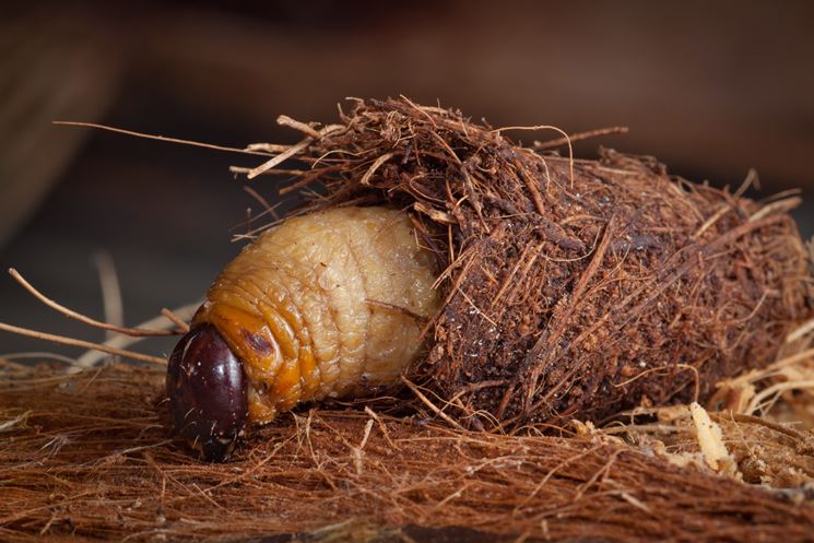 larva oziorrinco