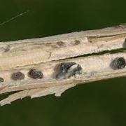 Sclerotinia 