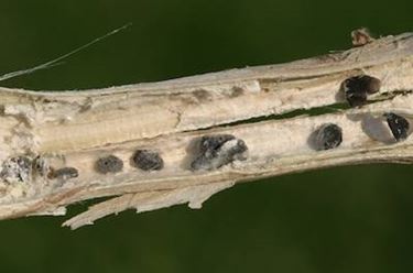 Sclerotinia 