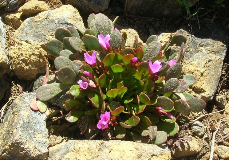 giardino roccioso