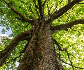 Gli Alberi