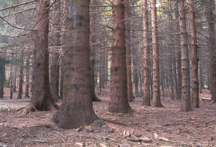 Alberi di abete rosso