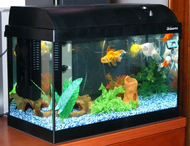 Acquario In Casa Accessori Per La Casa Realizzare Un