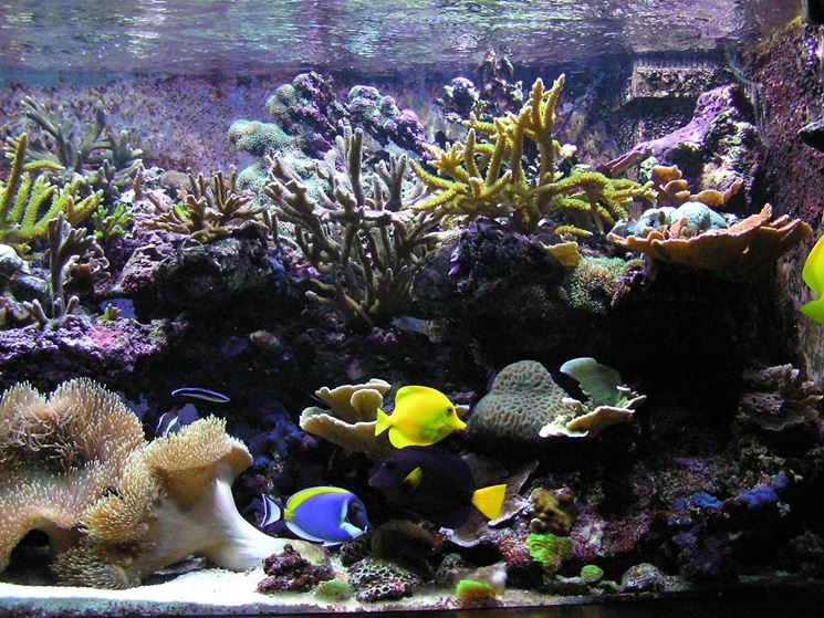 Interno acquario