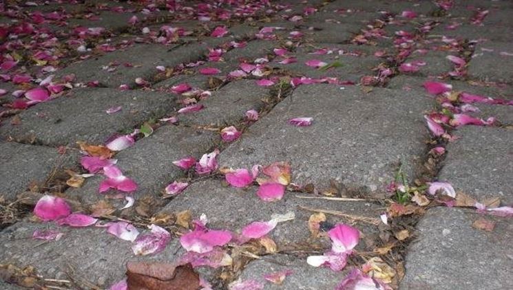 Pavimentazione di un giardino in pietra