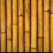 Il bamboo: un legno acquatico che si presta a molti usi