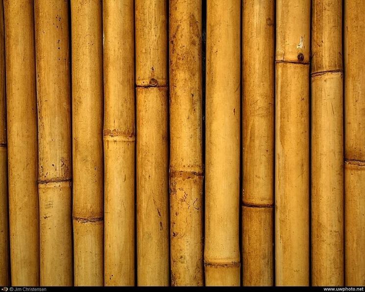 Il bamboo: un legno acquatico che si presta a molti usi
