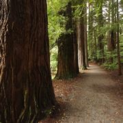 Il legno proveniente dagli alberi