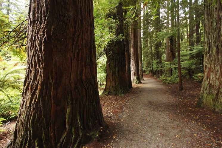 Il legno proveniente dagli alberi