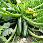 coltivare zucchine in vaso