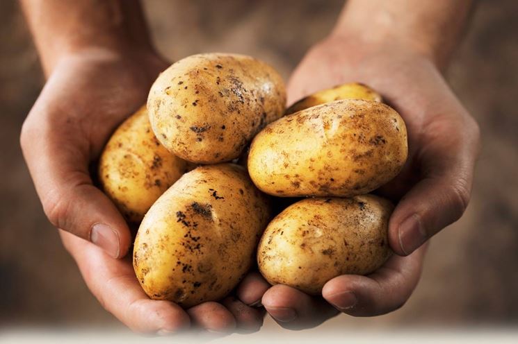Coltivazione delle patate 