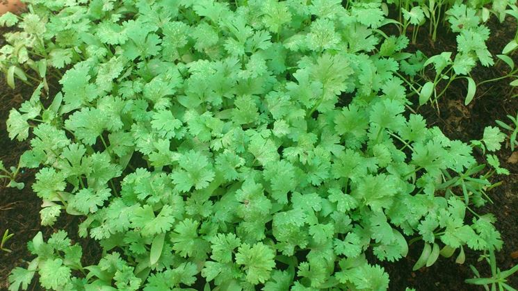foglie di coriandolo 