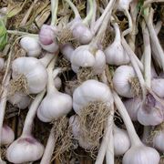 Teste d'aglio ancora sotto forma di bulbi