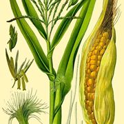 disegno botanico dello Zea Mays