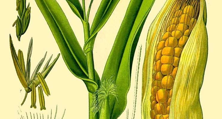 disegno botanico dello Zea Mays