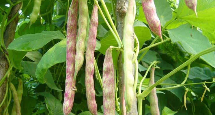 Fagioli borlotti