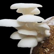 funghi bianchi 