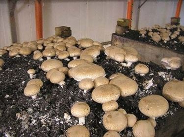 funghi 