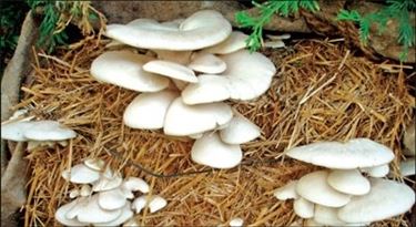 funghi paglia 