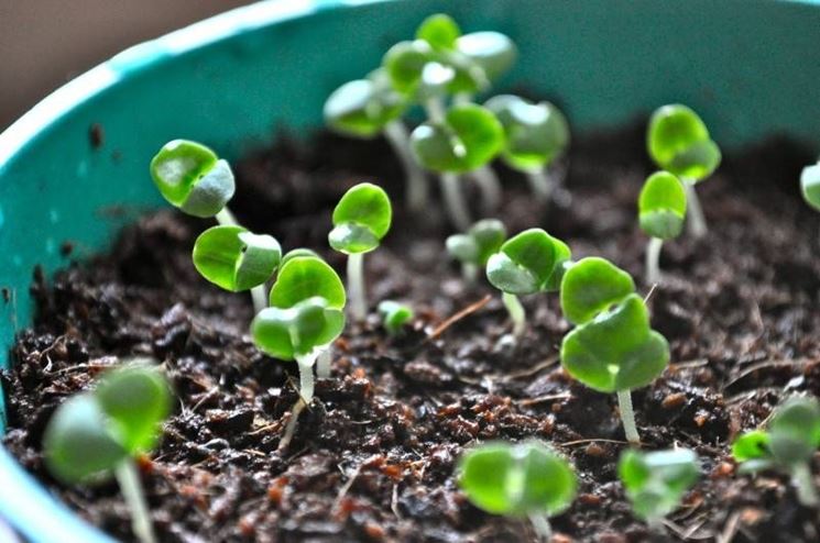 piccoli germogli di basilico