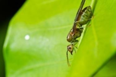Come eliminare le formiche da orto e giardino coltivare orto ... Eliminare le formiche