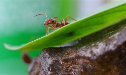 Come eliminare le formiche da orto e giardino coltivare orto ... Eliminare le formiche