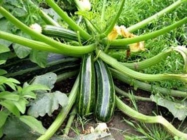 Zucchine verdi 