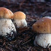 ballette funghi porcini