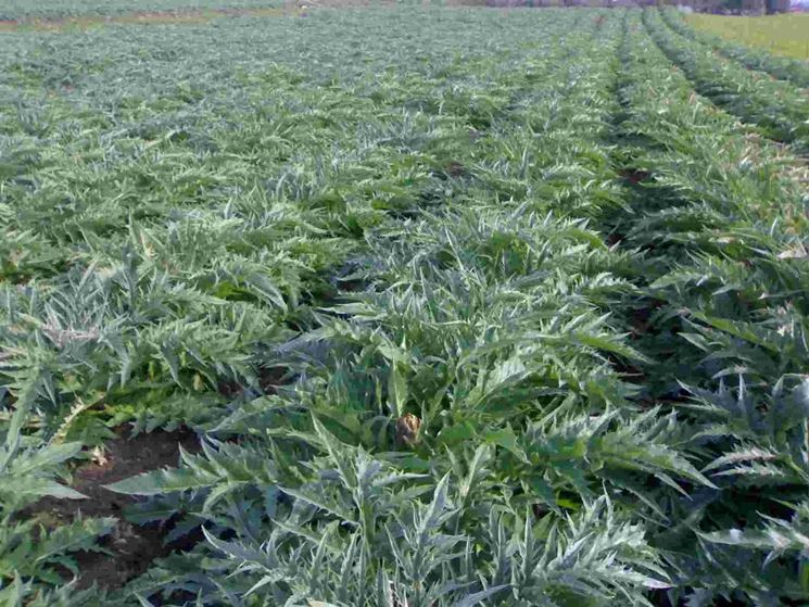 Campo di carciofi in piena vegetazione