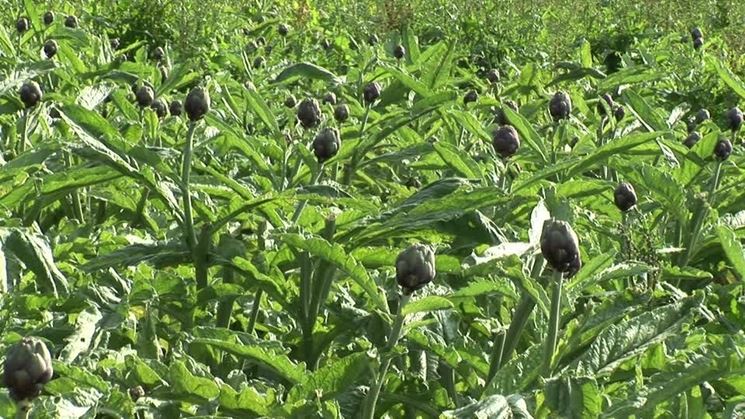 Carciofi in pieno campo