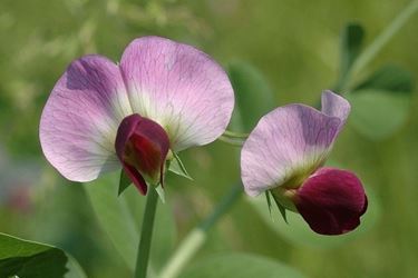 fiore dei piselli mangiatutto