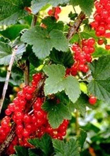 ribes rosso 