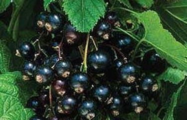 ribes nero 