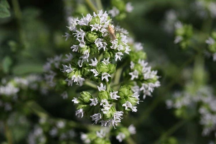 fiori maggiorana 