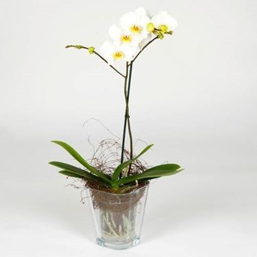 vaso trasparente orchidea