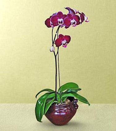 orchidea vaso coccio