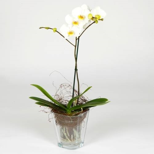 Vaso Per Orchidee In Plastica Trasparente 17,8 Cm Con Fori Di Drenaggio E Sottovaso
