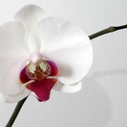 riproduzione orchidee