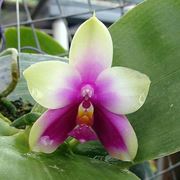 talea orchidea