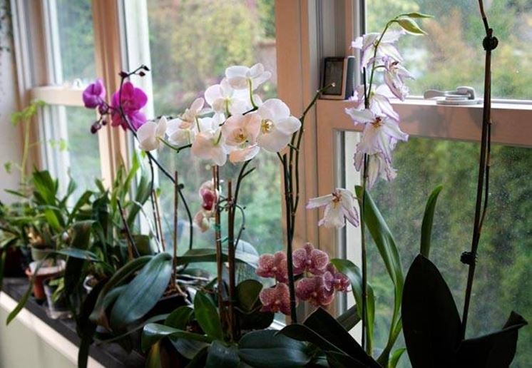Coltivare le orchidee 