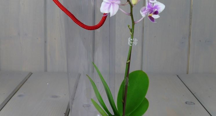 mini orchidea2