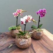 mini orchidee