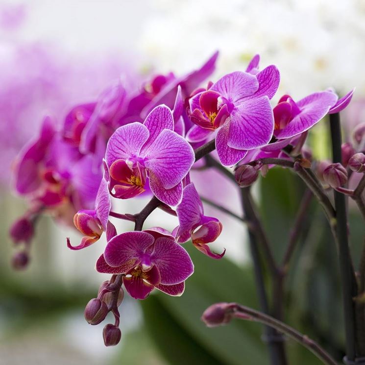 orchidee viola