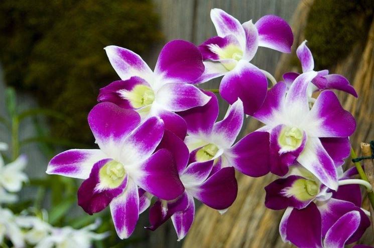 orchidee