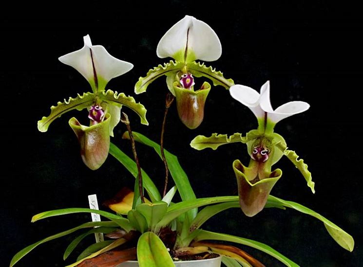 Paphiopedilum