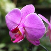 orchidea