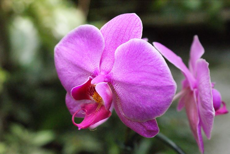 orchidea